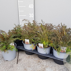 Foeniculum vulgare 'Purpureum' P14