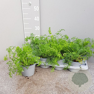 Foeniculum vulgare P14