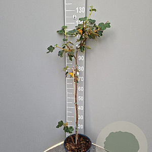 Fremontodendron californicum 100 cm 6L