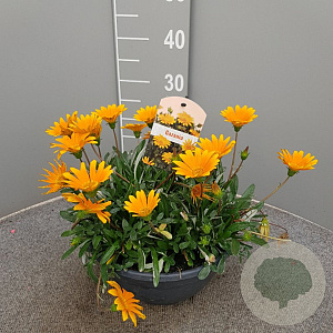 Gazania splendens GM 9L