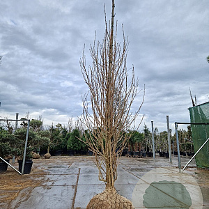 Ginkgo bil. 'Eiffel' 200-250 cm draadkluit meerstammig