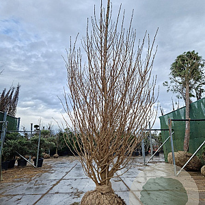 Ginkgo bil. 'Eiffel' 250-300 cm draadkluit meerstammig solitair