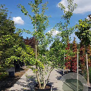 Ginkgo biloba 300-350 cm container meerstammig