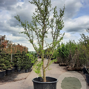 Ginkgo biloba 400-450 cm container solitair