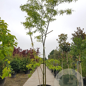 Gleditsia triacanthos inermis 450-500 cm container meerstammig