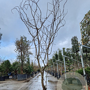 Gleditsia triac. 'Rubylace' 300-350 cm draadkluit meerstammig solitair