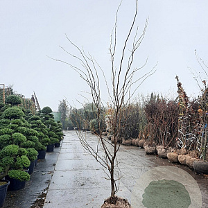 Gleditsia triac. 'Sunburst' 250-300 cm draadkluit meerstammig solitair
