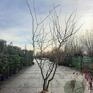 Gleditsia triac. 'Sunburst' 250-300 cm draadkluit meerstammig solitair
