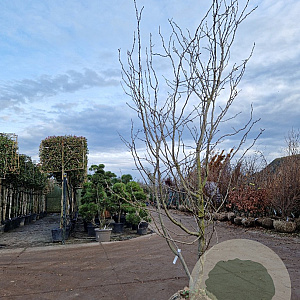 Gleditsia triac. 'Sunburst' 300-350 cm draadkluit