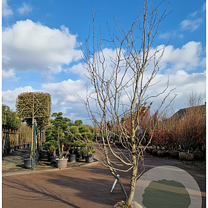 Gleditsia triac. 'Sunburst' 300-350 cm draadkluit