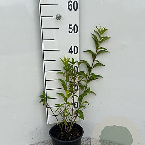 Forsythia int. 'Spectabilis' 30-40 cm 2,0L