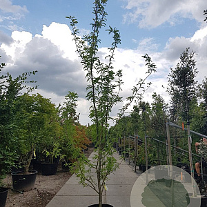 Gleditsia triac. 'Sunburst' 400-450 cm container