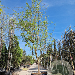 Gleditsia triac. 'Sunburst' 450-500 cm container