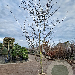 Gleditsia triac. 'Sunburst' 450-500 cm draadkluit