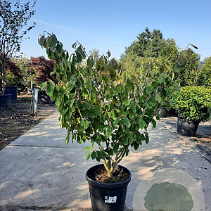 Hamamelis int. 'Arnold Promise' 100-125 cm container meerstammig