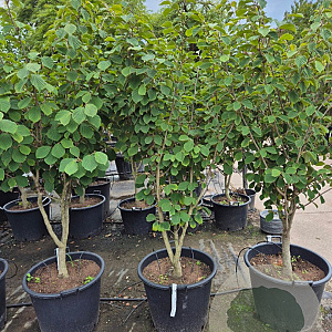 Hamamelis int. 'Westerstede' 150-175 cm container 