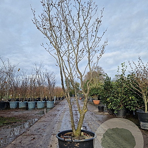 Hamamelis int. 'Westerstede' 200-250 cm container meerstammig