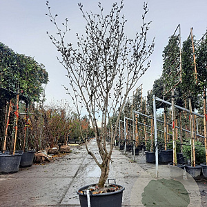 Hamamelis mollis 175-200 cm cont. 65L meerstammig