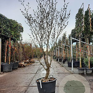 Hamamelis mollis 175-200 cm cont. 65L meerstammig