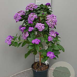 Heliotropium arborescens 80 cm 3,0L stam