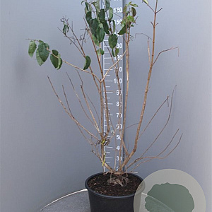 Heptacodium miconioides 125-150 cm container 