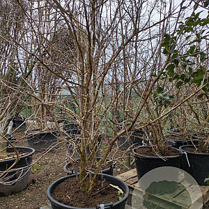 Heptacodium miconioides 200-250 cm container struik solitair