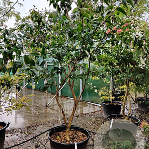 Heptacodium miconioides 200-250 cm container struik solitair