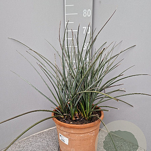 Hesperaloe parviflora GM 10L