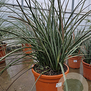 Hesperaloe parviflora GM 25L
