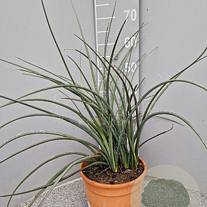 Hesperaloe parviflora GM C6L