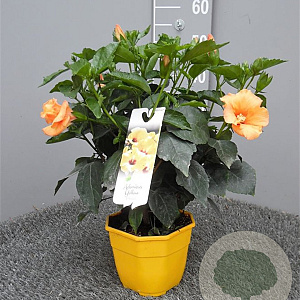 Hibiscus rosa-sinensis GM C3