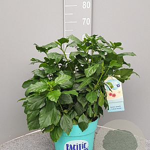 Hibiscus rosa-sinensis GM C5