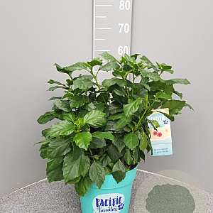 Hibiscus rosa-sinensis GM C5