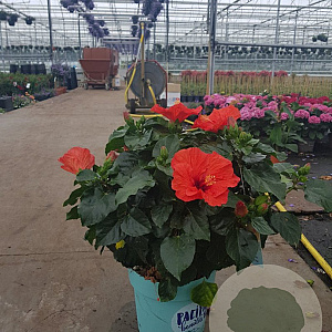 Hibiscus rosa-sinensis GM 9L