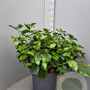 Hibiscus rosa-sinensis GM 9L