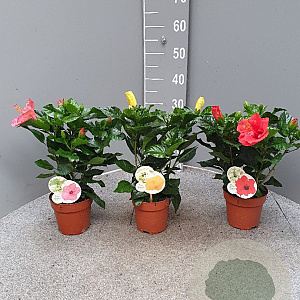 Hibiscus rosa-sinensis GM P13