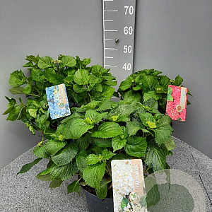 Hydrangea macrophylla 40-50 cm 5,0L