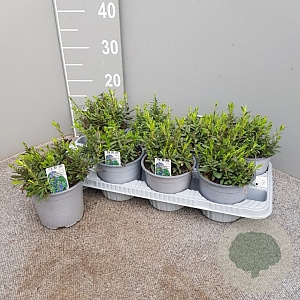 Hyssopus officinalis P14