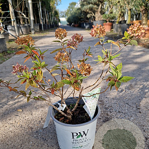 Hydrangea pan. Little Lime 20-25 cm 3,0L