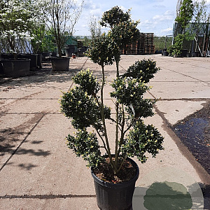 Ilex crenata 'Kimmei' 100-120 cm container bonsai