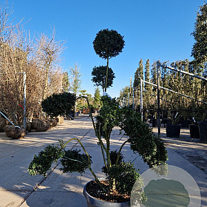 Ilex crenata 'Kimmei' 100-120stam 30L