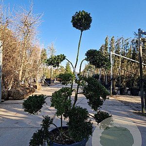 Ilex crenata 'Kimmei' 120-140 cm container schaalvorm bonsai