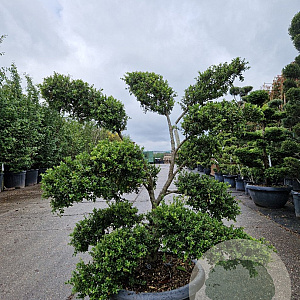 Ilex crenata 'Kimmei' 120-140 cm container schaalvorm bonsai