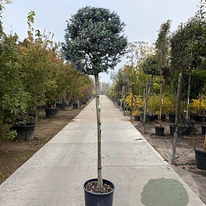 Ilex crenata 'Kimmei' 120 cm stam container bol 50-60