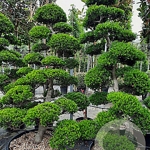 Ilex crenata 'Kimmei' 200-225 cm container met stok
