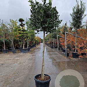 Ilex 'Nellie R. Stevens' 130 cm stam container 10-12