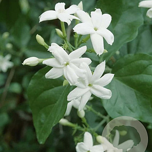 Jasminum sambac 120 cm C8 piramide