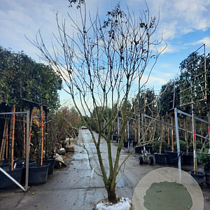 Koelreuteria paniculata 250-300 cm draadkluit meerstammig solitair