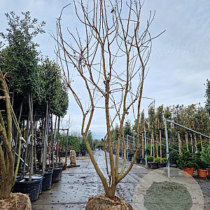 Koelreuteria paniculata 300-350 cm draadkluit meerstammig solitair