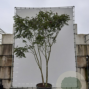 Koelreuteria paniculata 350-400 cm draadkluit meerstammig